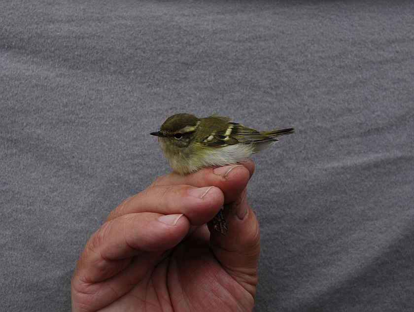 Yellow-browed Warblere, Sundre 20050912